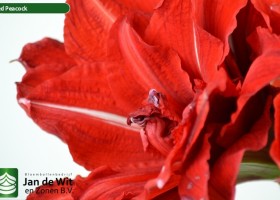 hippeastrum Red Peacock (3)